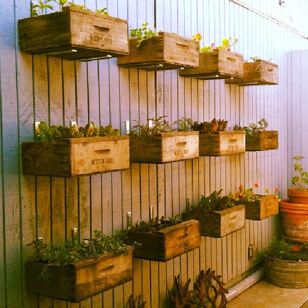 Vintage crate planters, succulents & inhome gardens