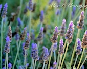 Flower Photography - Purple lilac green photo spring wall art prints nature photography - 8x10 photograph