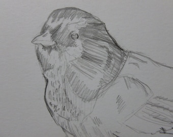 Pencil Sketch of Dark Eyed Junco