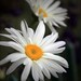 Early Summer Sale 30% daisy nature photography floral 8x12 fine art photography home decor nursery decor mothers day
