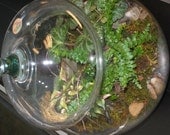 3 Lovely Plants Terrarium/Easy Care/Indoor Garden