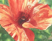 floral "Red Poppy in Sunlight" signed&numberd LIMITED EDITION print, size 10"x7"