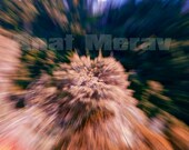 Nature photography , Abstract , Orange  and green ,Trees , Landscape in motion ,Zoom in , Spring , Israel , Art ,Decorative art, 8X10 Print
