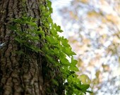 Ivy Vines, Art, Photography, Wall Decor, Nature, Trees, Leaves, Forest, Rustic, Woodland, Film,  8.5 x 11 Fine Art Print