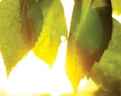 Lime Light II - 8x14 - Leaves in The Sunlight Fine Art Photography Print, Home Decor