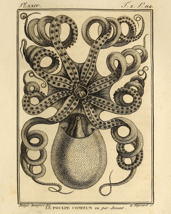 Octopus art print Ocean art Sea beach art Victorian print Antique wall art Nature wall art Home decor prints Fish art 8x10 print