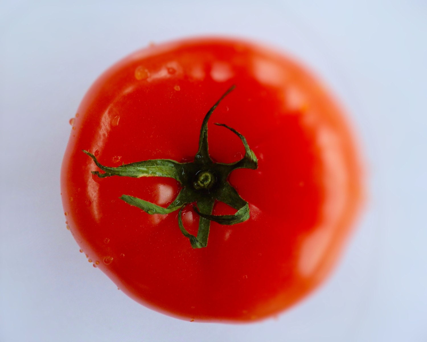 8 x 10 photography print. Tomato. Food photo.