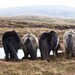 Four Shetland ponies drinking