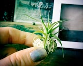 the tiniest garden // air plant // sea urchin // tillandsia // by robincharlotte
