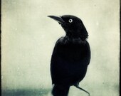 Crow, Raven, Halloween Art, Gothic Decor, Spooky Fine Art Photo, Black Bird Print, Fine Art Photography "Grackle No. 6"