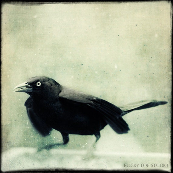 Black and White Bird Print, Crow, Raven, Halloween Bird Photo, Gothic Art, Fine Art Photography, Spooky Fine Art Print "Grackle No. 7"