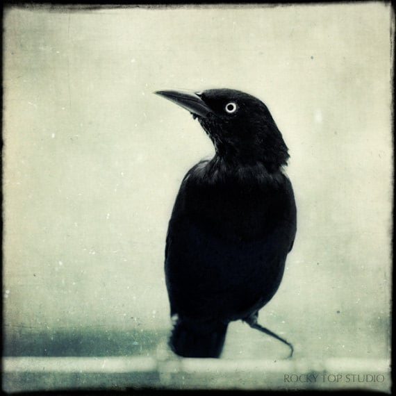 Crow, Raven, Halloween Art, Gothic Decor, Spooky Fine Art Photo, Black Bird Print, Fine Art Photography "Grackle No. 6"