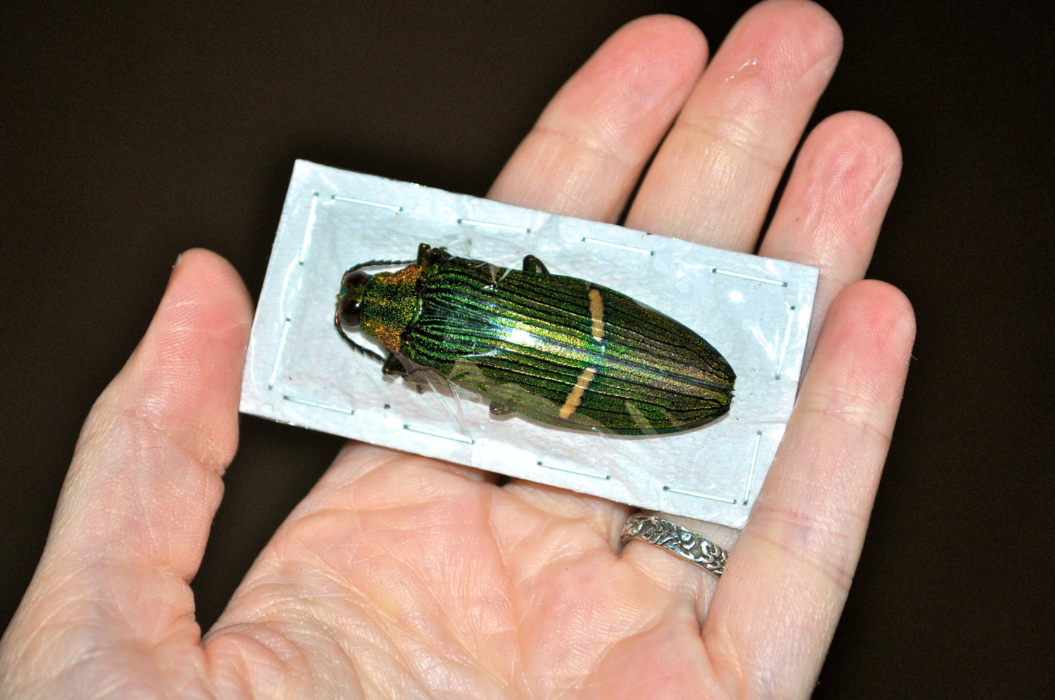 OVERSTOCK: Real Giant Green Jewel Beetles, 2 pack, Catoxantha opulenta