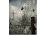 Snowy, Winter, Crows In Snow, Rooftops, Snow And Crows, Landscape - Crows Among Rooftops