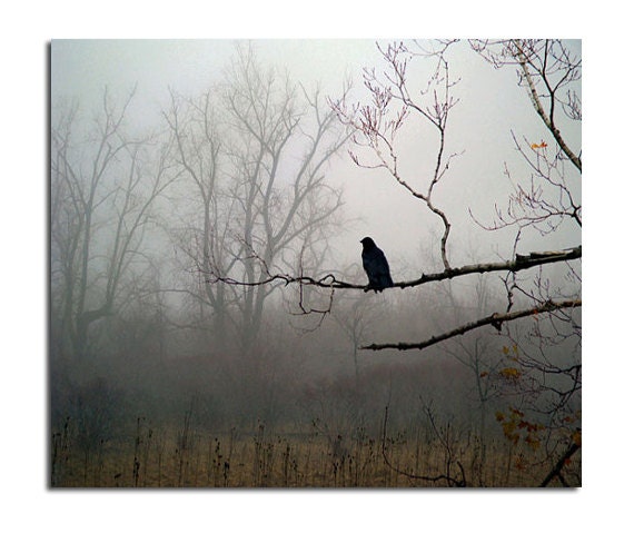 Foggy Woods, Woodland Fog Scene, Corvus Corax, Dark Weather, Gothic - Raven In Fog