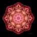 Ranunculus Love Flower Mandala - Ever Expanding Heart