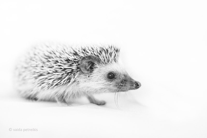 Hedgehog - 6x9 inches Fine Art Photograph - Original Signed Photo Print - a small African hedgehog - nursery wall art - from woodland