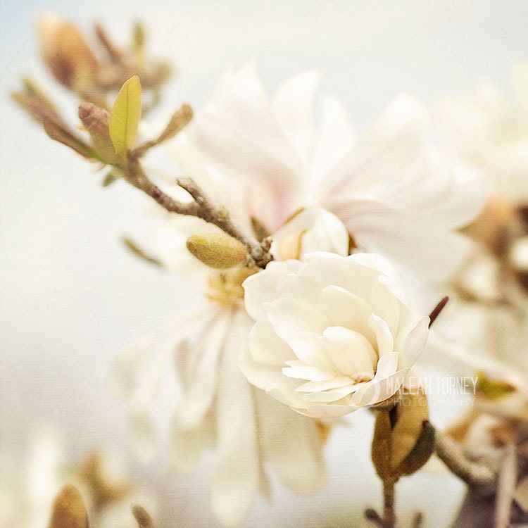 Magnolia Nature Photography -  beige & white flower photo, spring home decor, baby nursery print