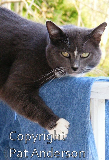 4x6 photo - Gray kitty cat - color feline photograph - proof - glossy print - OE photo by Pat Anderson - MDStreetTeam - POE