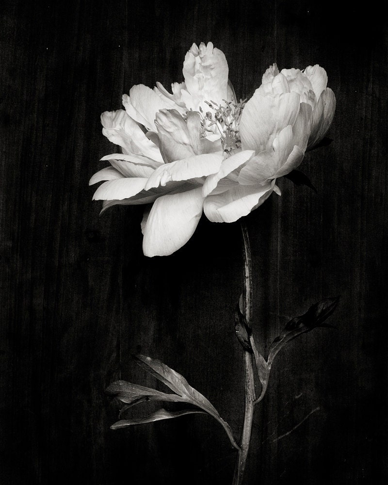 Botanical Black and White No. 5807