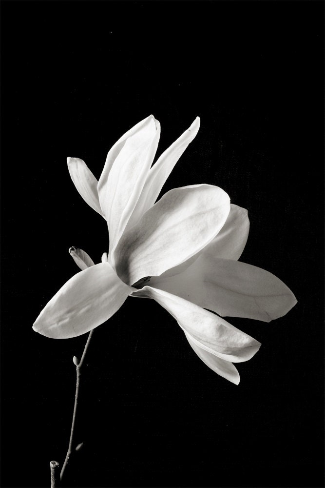 Botanical Black and White No. 88232