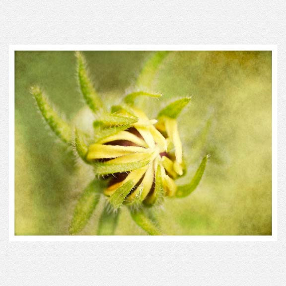 Flower Photography, spring green, mustard, flower bud, And So It Begins, nature fine art print 8x12