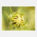 Flower Photography, spring green, mustard, flower bud, And So It Begins, nature fine art print 8x12