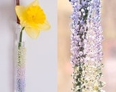 Glass Hanging Vase - Spring Mix