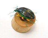 Iridescent Leaf Chafer Beetle mounted on cedar - lampwork glass insect figurine
