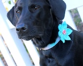Aqua Tartan Dog Collar Flower Set - Tartan in Poppy