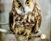 Owl Photography, Animal Photography Print, Nature Photograph, Bird Photo, Brown, Golden, Yellow, Beige, 8x10 fathers day gift