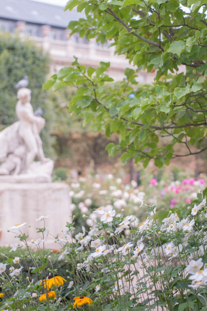 Paris Photography - White Flowers at the Palais Royal Gardens, Floral French Fine Art Travel Photograph, Wall Decor