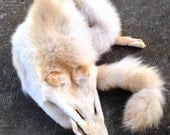 White/Leucistic Male Coyote Wallhanger Pelt