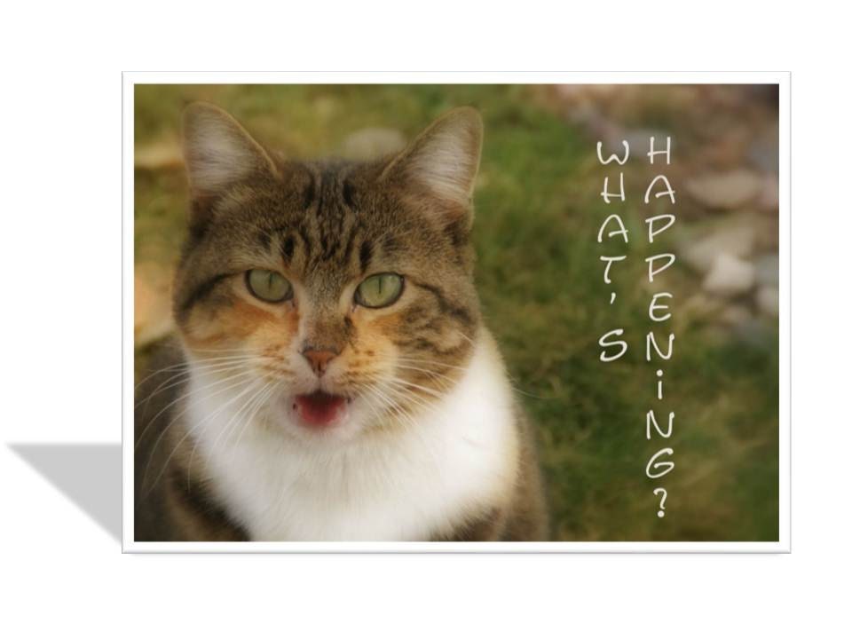 Whats Happening / Greeting card / cat card / animal card / pet card / Kitty Cat photo greeting card / 5 x 7