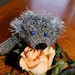 Hand Knit Hedgehog Mittens / Children Hedgehog gloves with eyelash yarn / Hedgehog Mitts made to order / Gloves