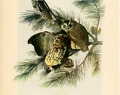 1950 screech owl original vintage bird print - with barn owl on reverse side