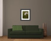 Dandelion Summer Wildflower Fine Art Photography home decor wall art green white Custom Size