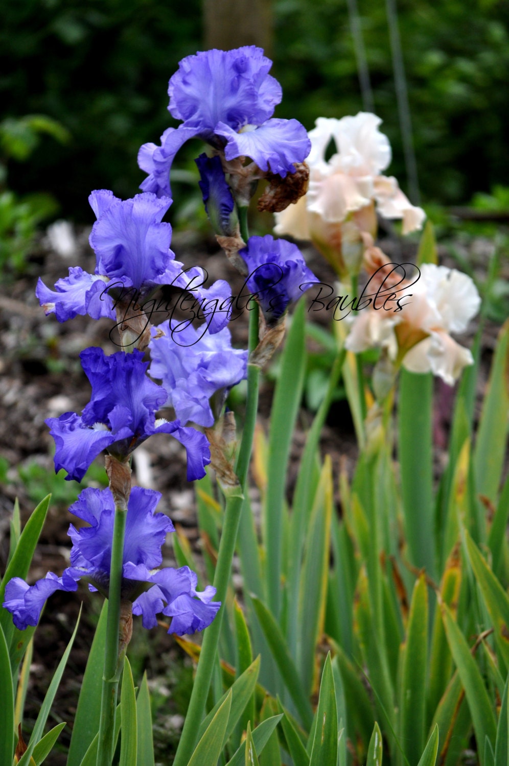 Blue and Brown Iris 8x10