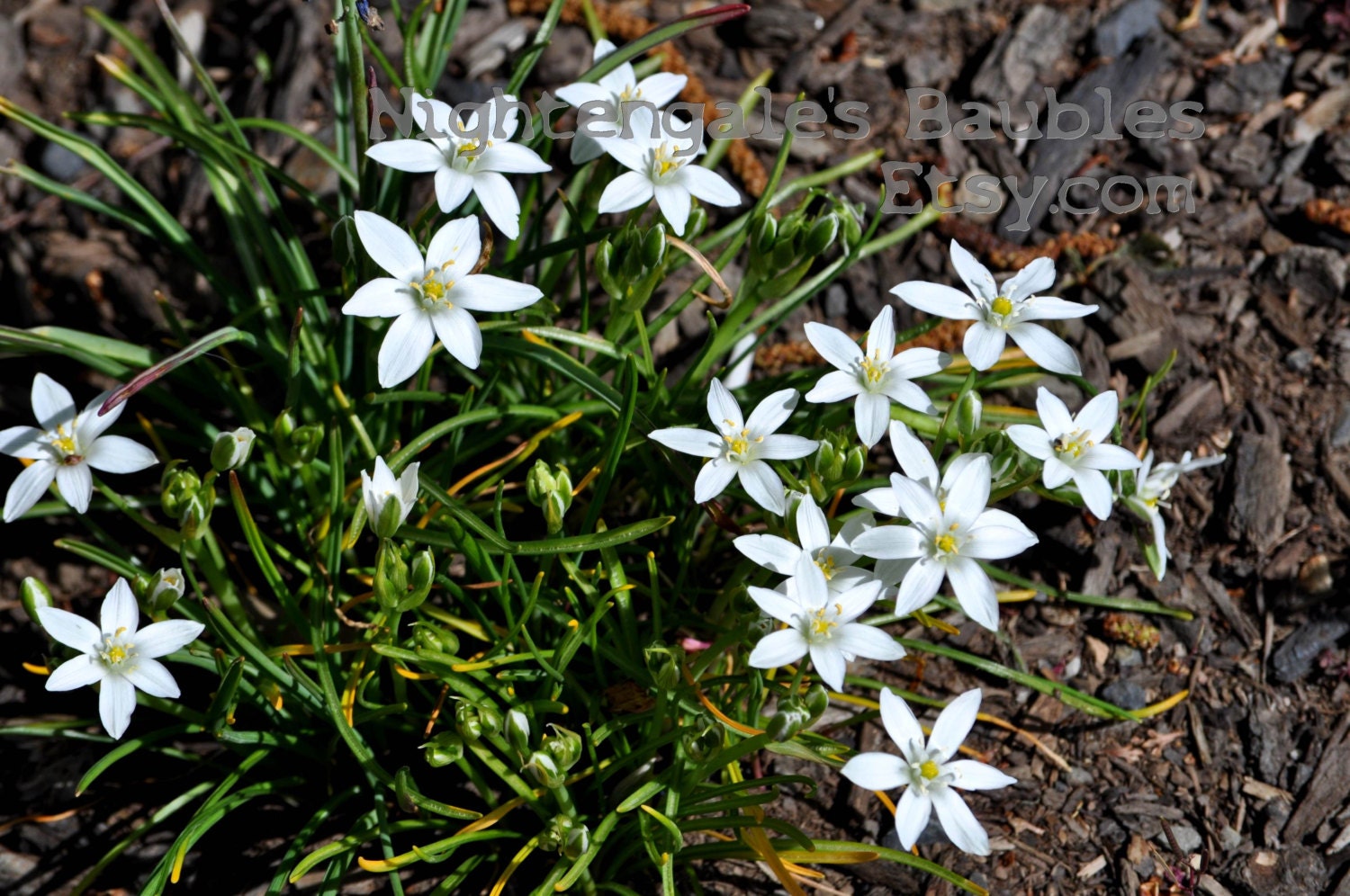 White Star Shapped Fowers 8x10 Fine Art Photographic Print