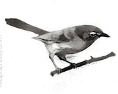 Yellow Breasted Chat : songbird, original charcoal drawing - nature art, home decor - Featured on West Elm