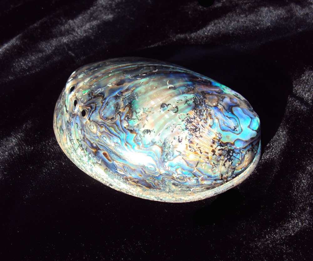 Paua Shell/Haliotis Iris 6.25" polished inside/out, Smudge shell, Elemental offering bowl, altar, comes with a FREE White Sage bundle