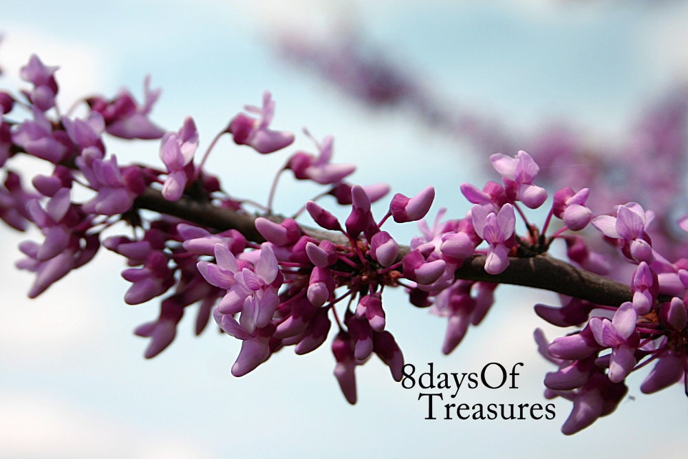 Purple, Pink, Blue, Spring, Pastel,  Floral Photography, Floral, Summer, Nature Photography, Home Decor, Wall Decor