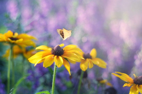 Flower Photography, Butterfly on a Flower, Black-Eyed Susans, Purple & Green Wall Art, Dreamy Flowers Butterflies Picture 8x10, 8x12 Print
