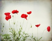 Poppy Photography, Picture of Poppies, Large Red Flowers, Modern Wall Art, Asian Floral Bright Red Green White Home Decor 8x10 or 8x12 Print