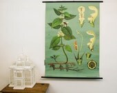 Vintage Botanical Pull Down Chart, Archangel Nettle, Jung Koch Quentell Educational Chart