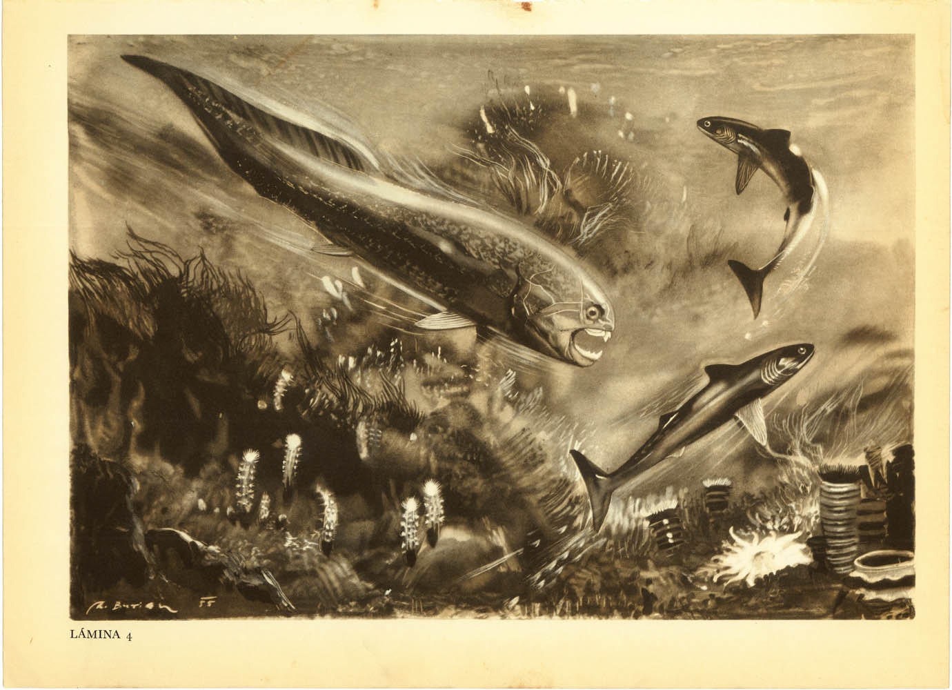 Devonian Extinct Prehistoric Fishes Vintage Print , Ocean Life, Dinichthys and Cladoselachus