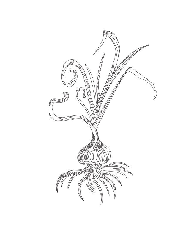 Garlic Plant Print