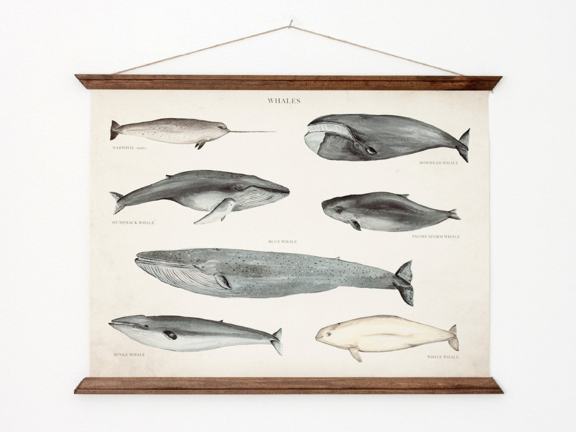Whales A3 Canvas poster - vintage educational chart illustration - home decor - WHAP3006