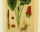 Antique Botanical Print, Poison Plant, Wild Arum Flower Illustration (Home Decor, Flower Wall Art) Antique German Book Plate No. 2