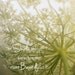 Botanical Print Queen Annes Lace Simplicity White Mint Green Soft Dreamy Hazy Field Flowers Minimal Simple Style, 10 x 10 Fine Art Print